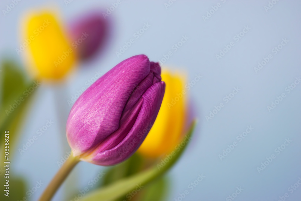purple spring tulip on blur background