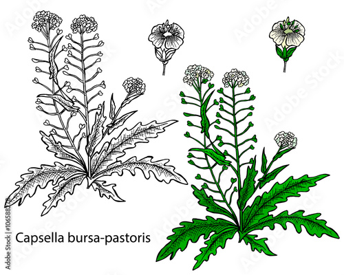 Capsella bursa-pastoris. Shepherd's-purse