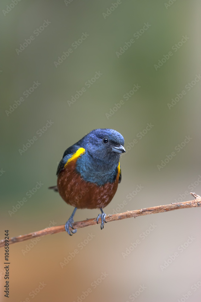 Pájaro multicolor posado en una rama, primer plano sobre fondo desenfocado Pájaro multicolor posado en una rama, primer plano sobre fondo desenfocado