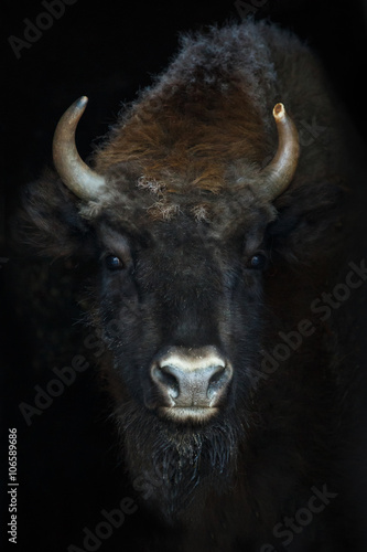 Portrait of a bison