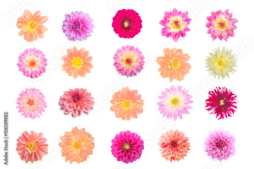 Various dahlia flowers isolated on white background