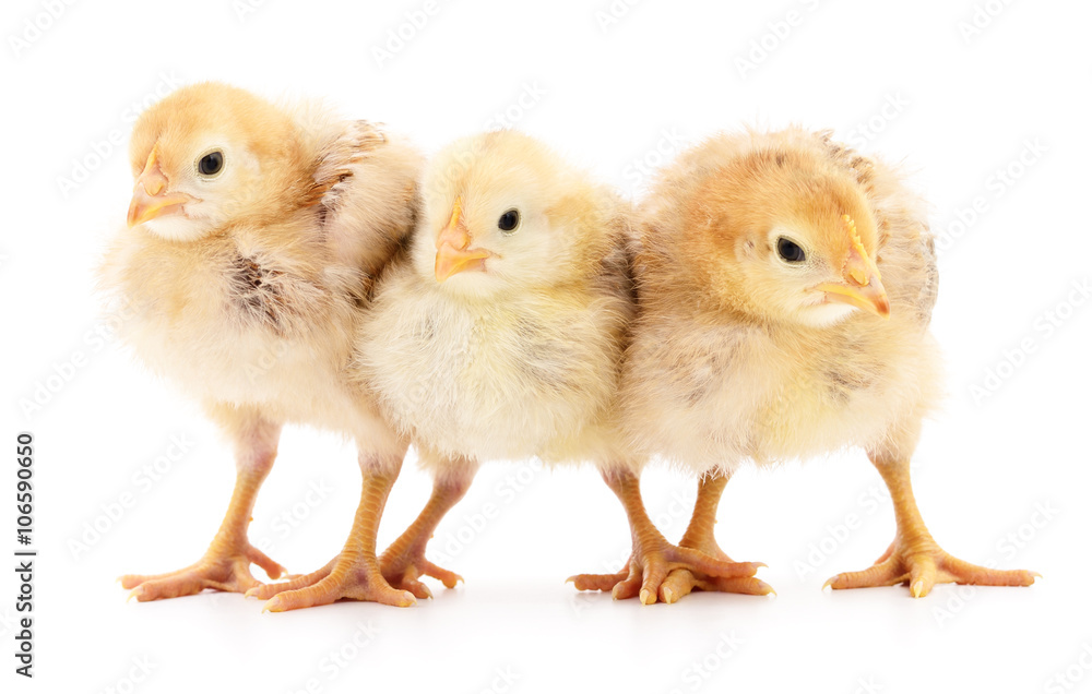 Three yellow chickens. Three yellow chickens.