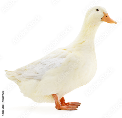Obraz na płótnie White duck on white.