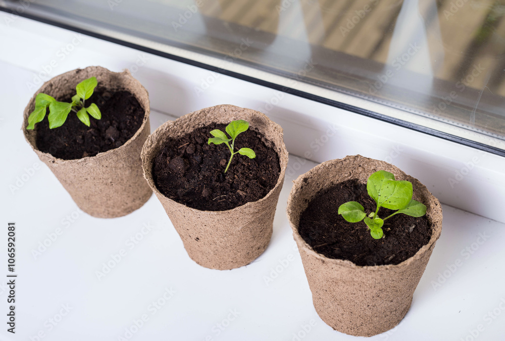 Seedling of eggplants in peat pots on the windowsill Seedling of eggplants in peat pots on the windowsill