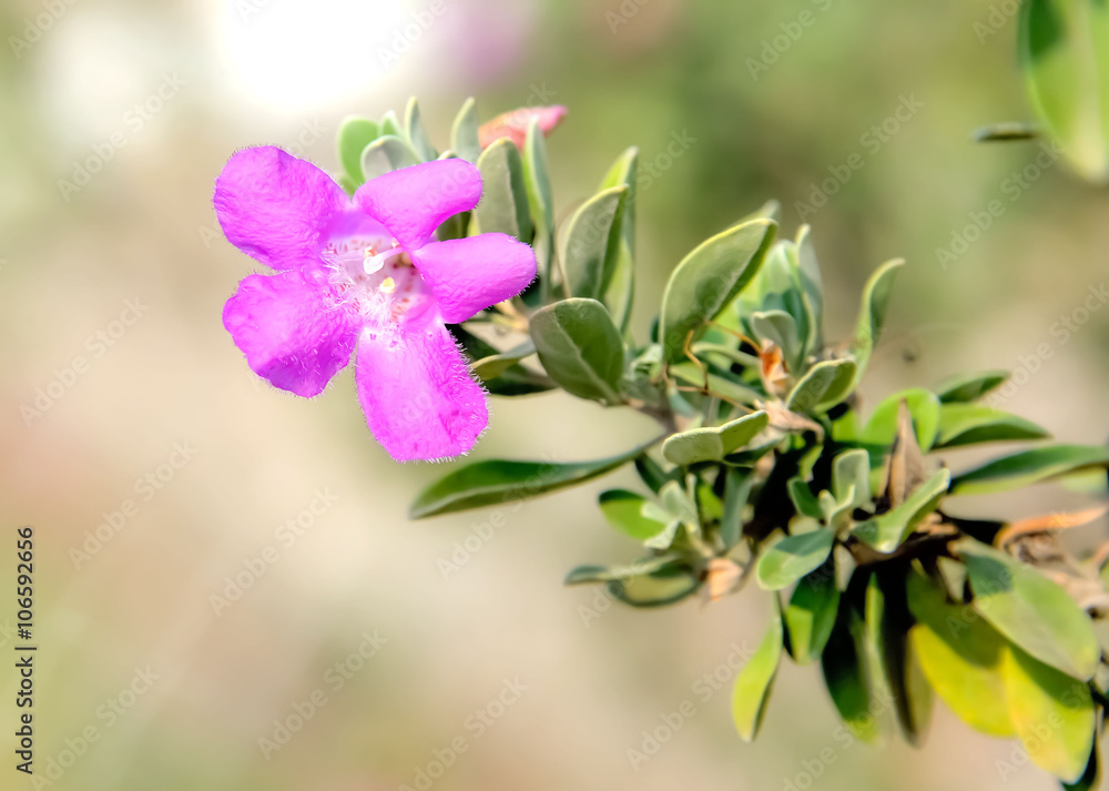 Obraz premium wildflower