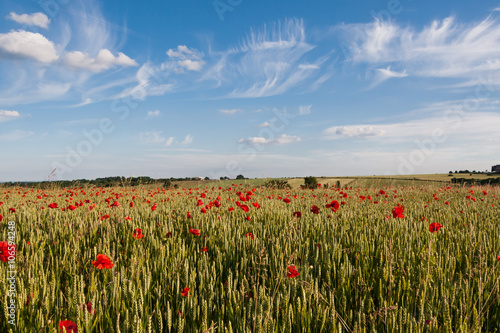 Wheat and Poppyfield