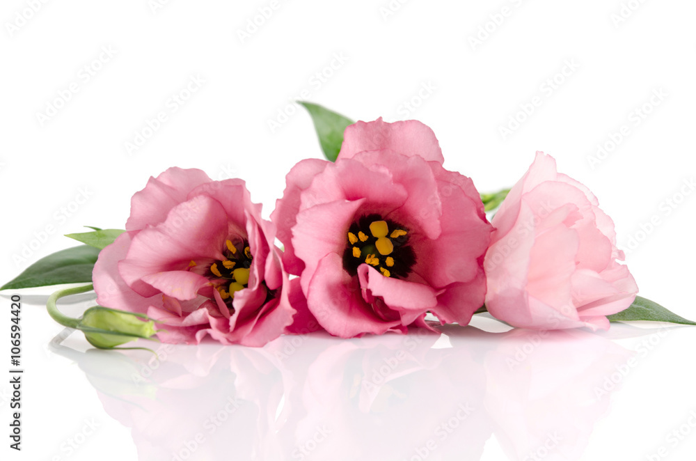 Naklejka premium Beautiful pink eustoma flowers isolated on white background