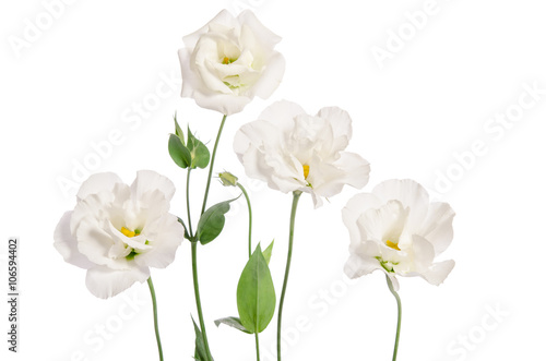 Beautiful eustoma flowers isolated on white background