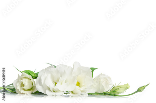 Beautiful eustoma flowers isolated on white background and free