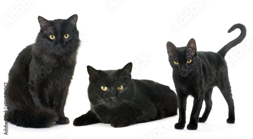 family of black cat
