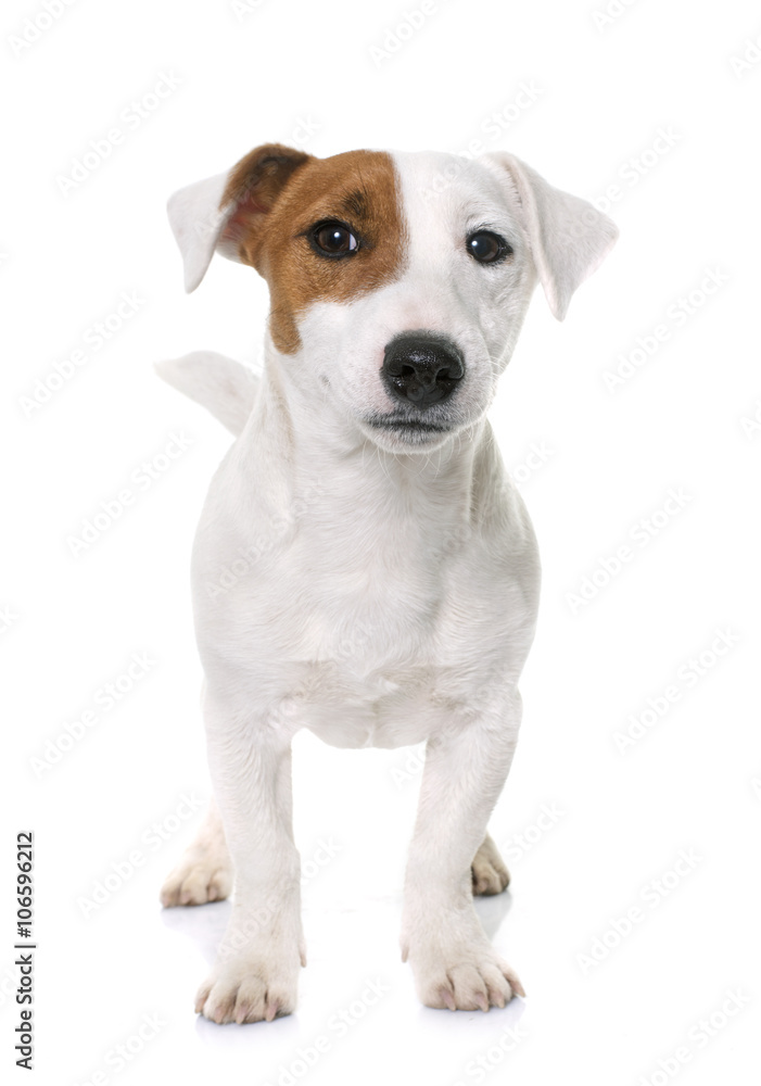 young jack russel terrier