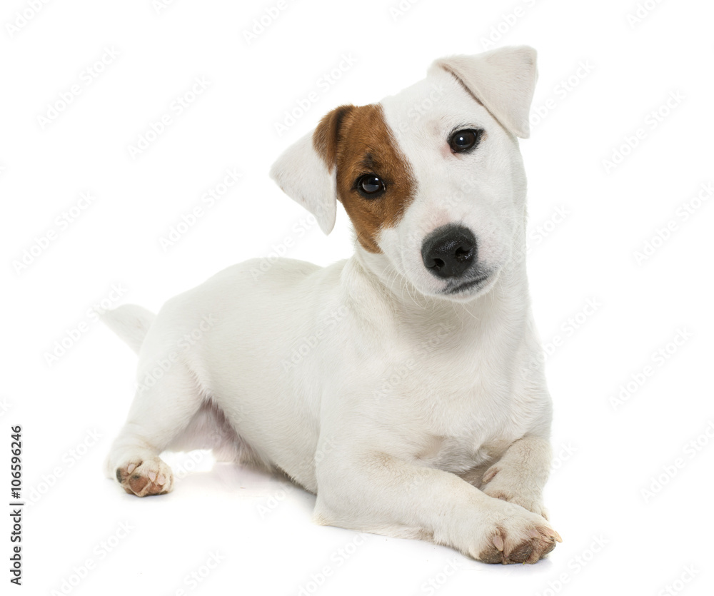 young jack russel terrier young jack russel terrier