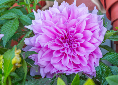 The close shot of bright and beautiful pink dahlia flowers