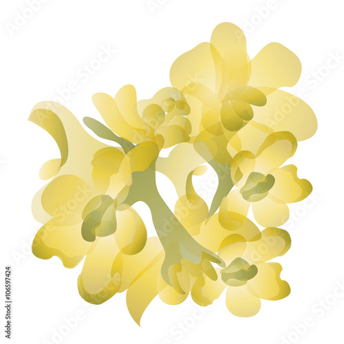 Jojoba flowers