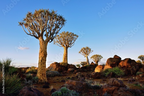 Quiver Tree Forest Namibia