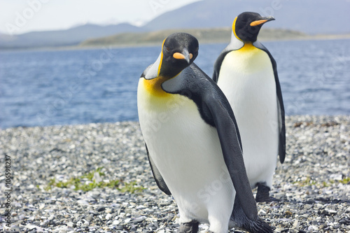 two king pinguins near sea