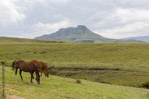 Horse grazing on green veld