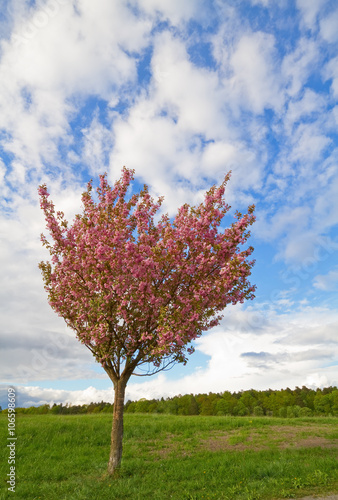 Tree in spring with pink blossom.