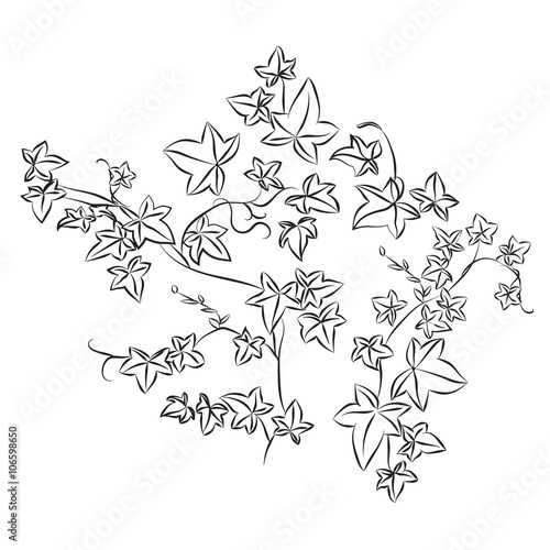 Black doodle ivy leaves