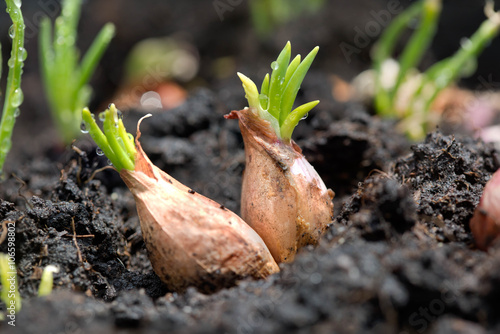 onion with fresh leaf