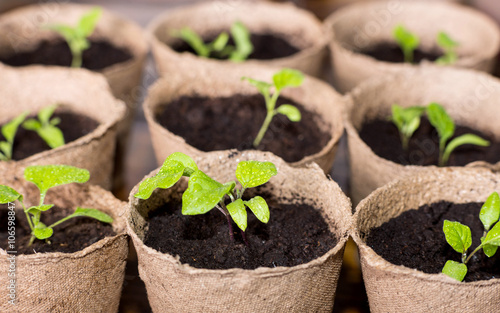 A lot of peat pots with vegetables seedling photo