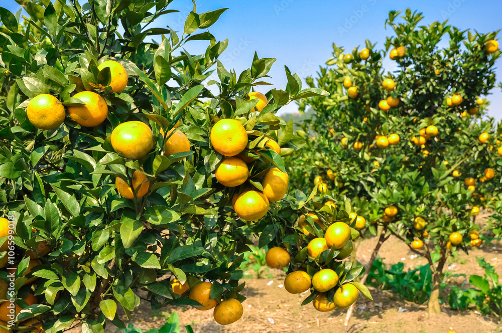 Bright and ripe mandarins on branches in a garden Bright and ripe mandarins on branches in a garden