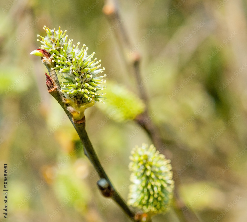 catkin closeup