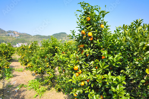 Extensive tangerine garden in the south of China. Yangshuo