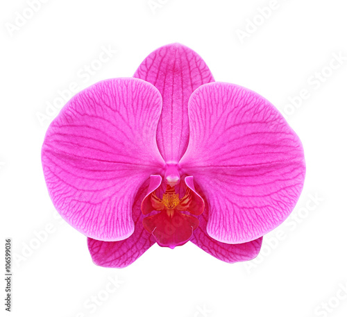 single orchid isolated on white background