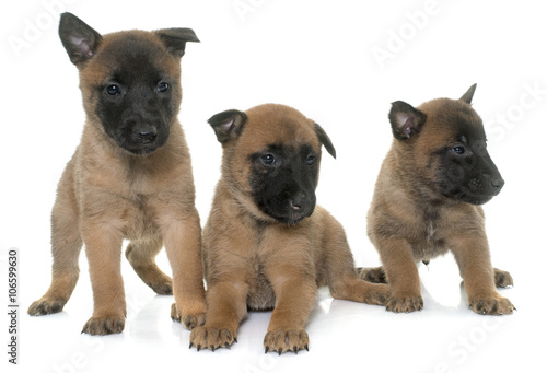 puppies belgian shepherd malinois