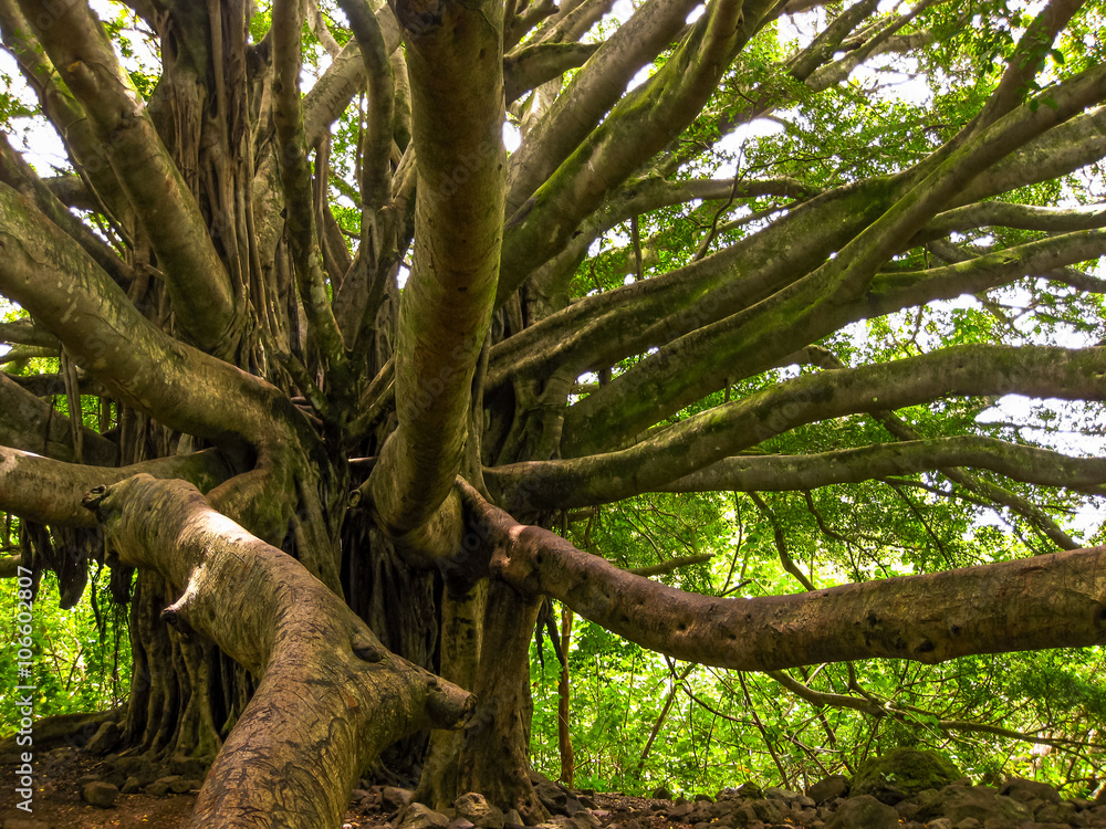 Obraz premium Old tree with multiple branches growing to the ground for support in the rain forest, Maui, Hawaii, USA.