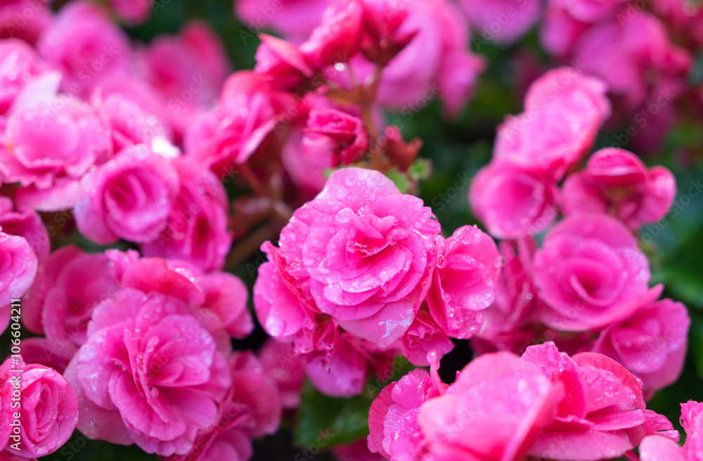 Beautiful pink big begonias