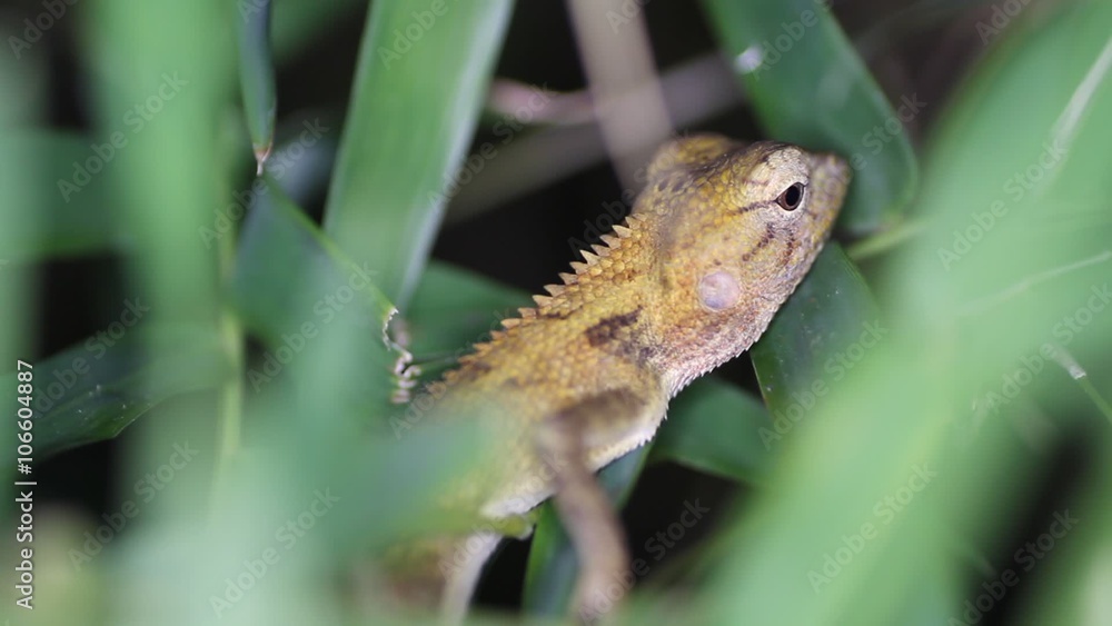 Eastern garden lizard Calotes versicolor, Thailand
Eastern garden lizard Calotes versicolor, Thailand