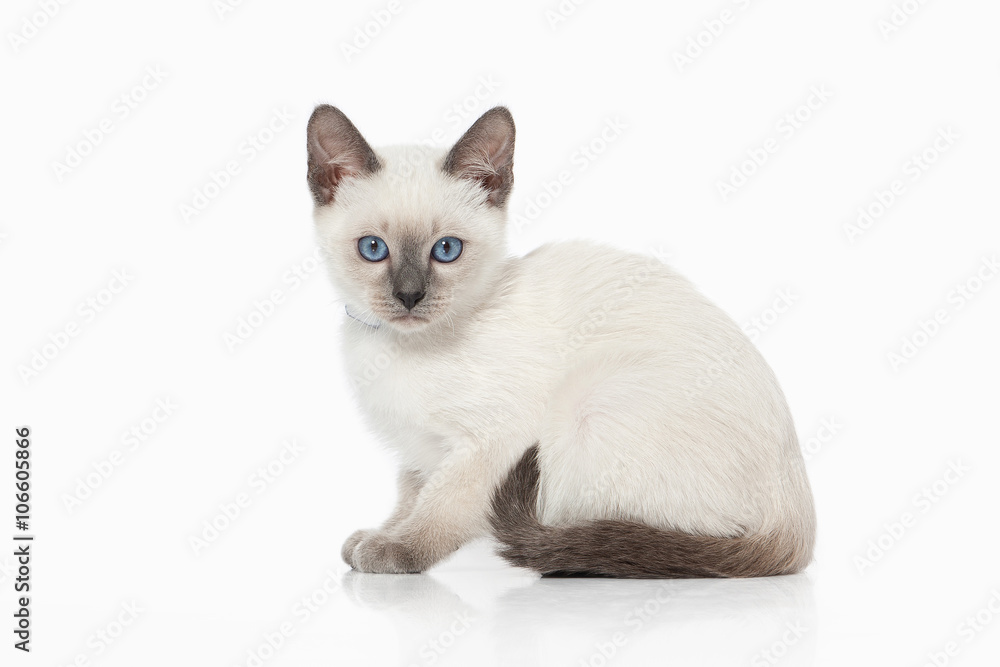 Kitten. Thai cat on white background Kitten. Thai cat on white background
