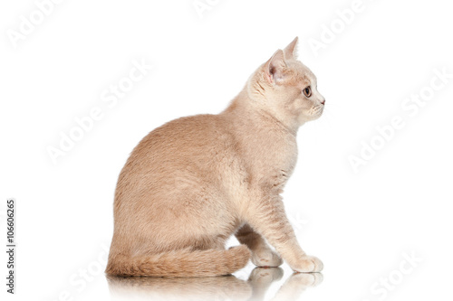 Fototapeta Naklejka Na Ścianę i Meble -  Cat. Small red cream british kitten on white background