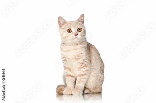 Cat. Small red cream british kitten on white background