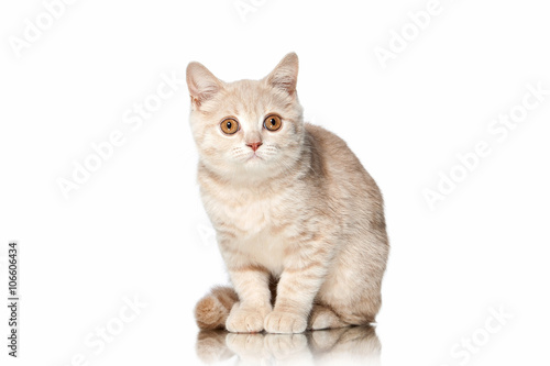 Cat. Small red cream british kitten on white background