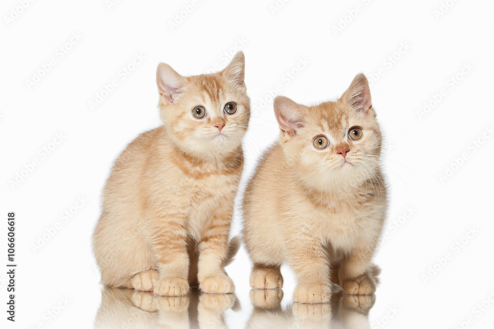 Cat. Two small red british kittens on white background