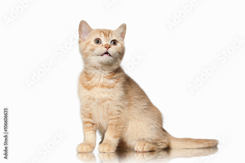 Cat. Small red british kitten on white background © dionoanomalia