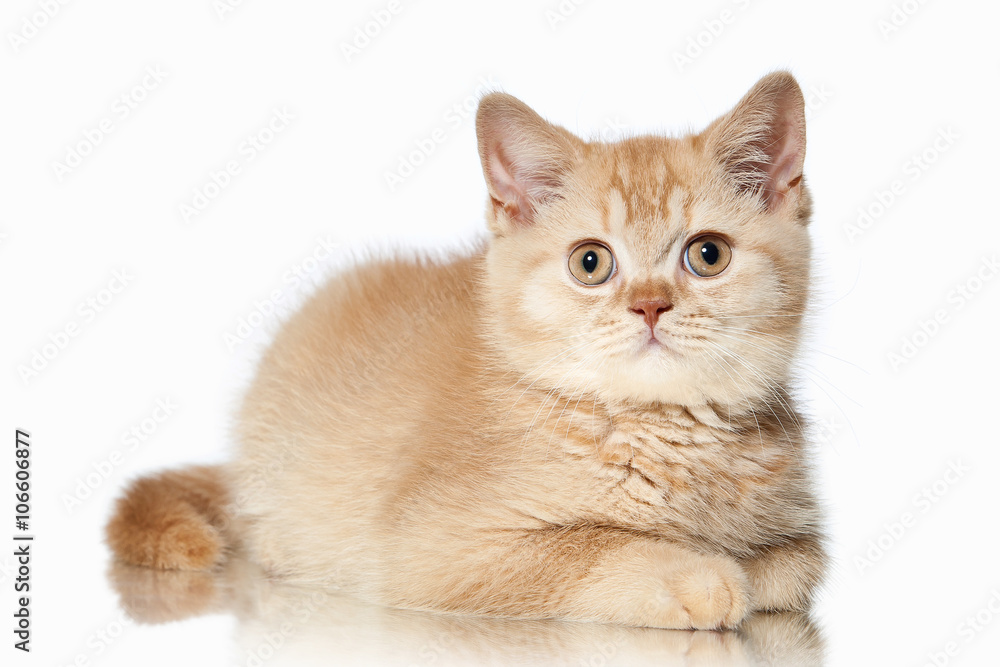 Fototapeta premium Cat. Small red british kitten on white background