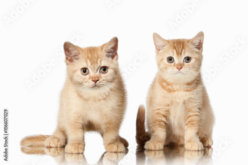 Cat. Two small red british kittens on white background
