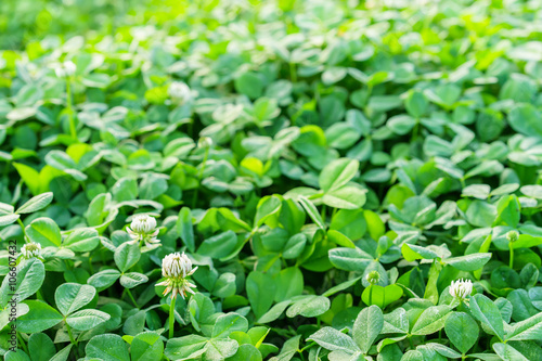 Wallpaper Mural Field of green clover blanketing the ground in the spring with white flowers Torontodigital.ca