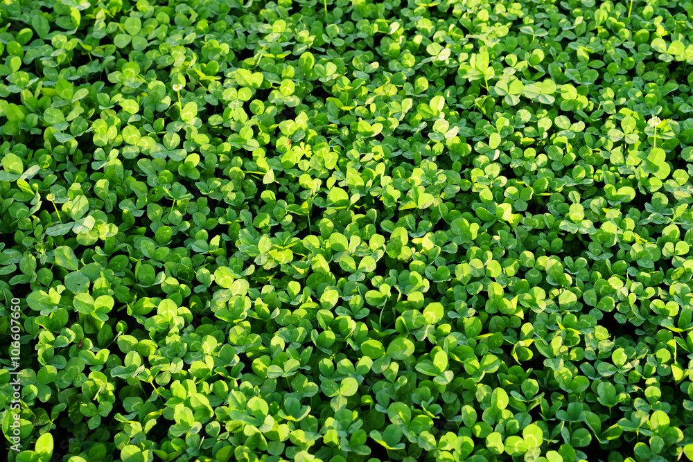 Field of green clover blanketing the ground in the spring Field of green clover blanketing the ground in the spring