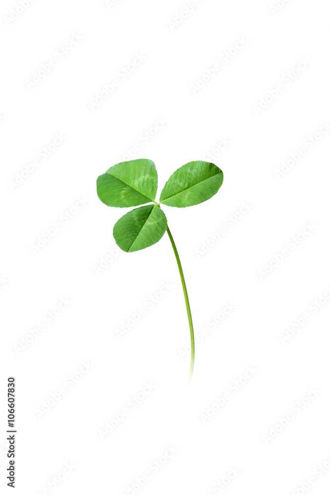 Isolated three leaf green clover on white background Isolated three leaf green clover on white background