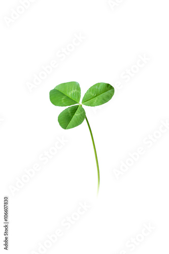 Isolated three leaf green clover on white background
