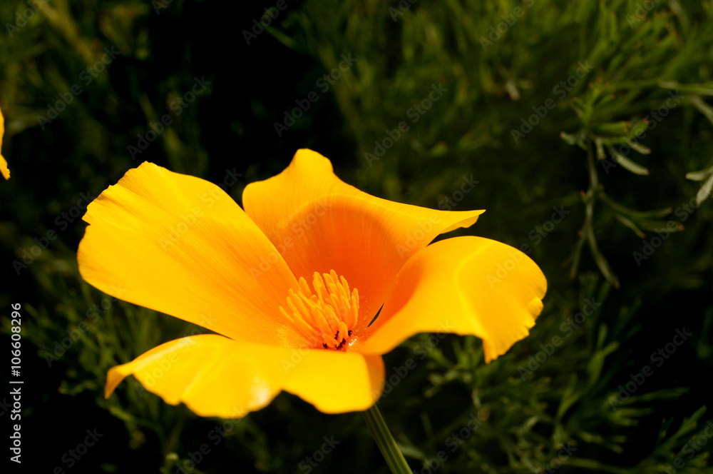 Fleur de Pavot de Californie Fleur de Pavot de Californie
