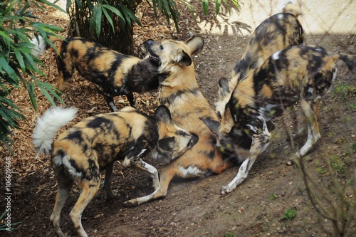 Photography African wild dogs play-fighting