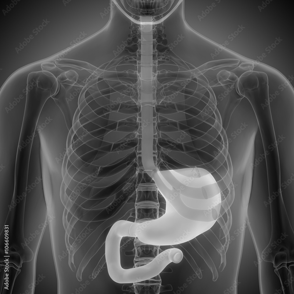 Human Body Organs (Stomach Anatomy) Stock Illustration Adobe Stock