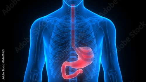 Tablou pe pânză Human Body Organs (Stomach Anatomy)
