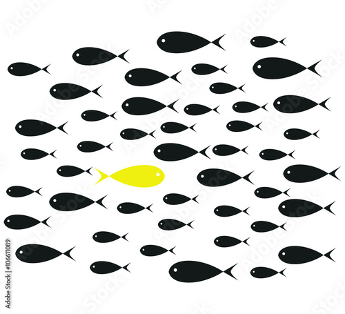 Yellow Fish swim opposite upstream the ton of black fish isolate photo